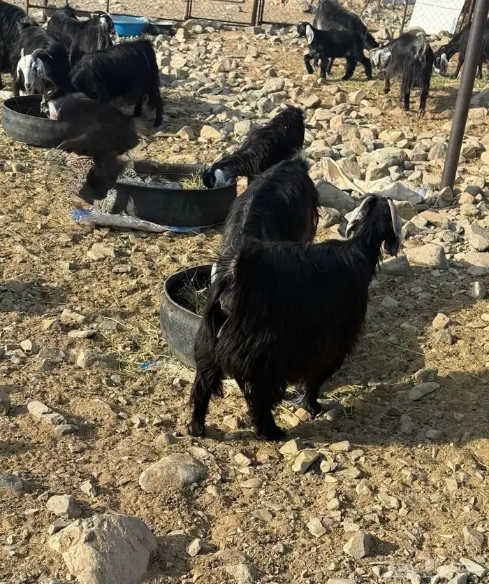 ماعز مقنوي مشروطه 6