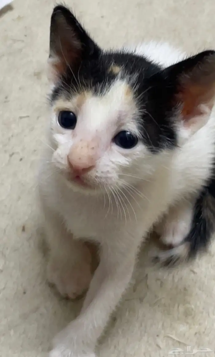 قطط كتن للتبني مجانا 3