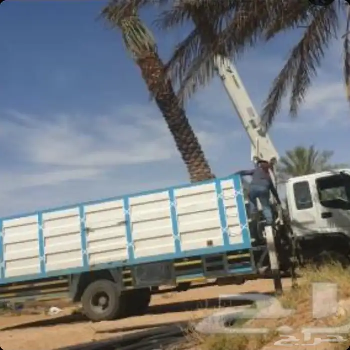 قشع نخل غرس نخل قص شجر تقطيع شجر أزاله شجر رافعه نخل 8