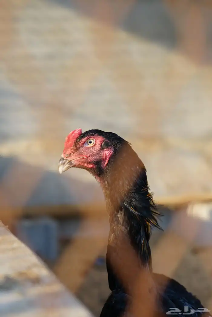 كاميرة سوني A7ii احترافيه و 3 عدسات 11