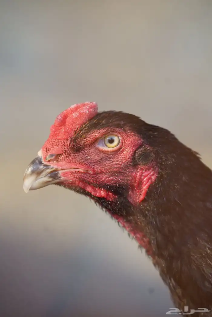 كاميرة سوني A7ii احترافيه و 3 عدسات 12