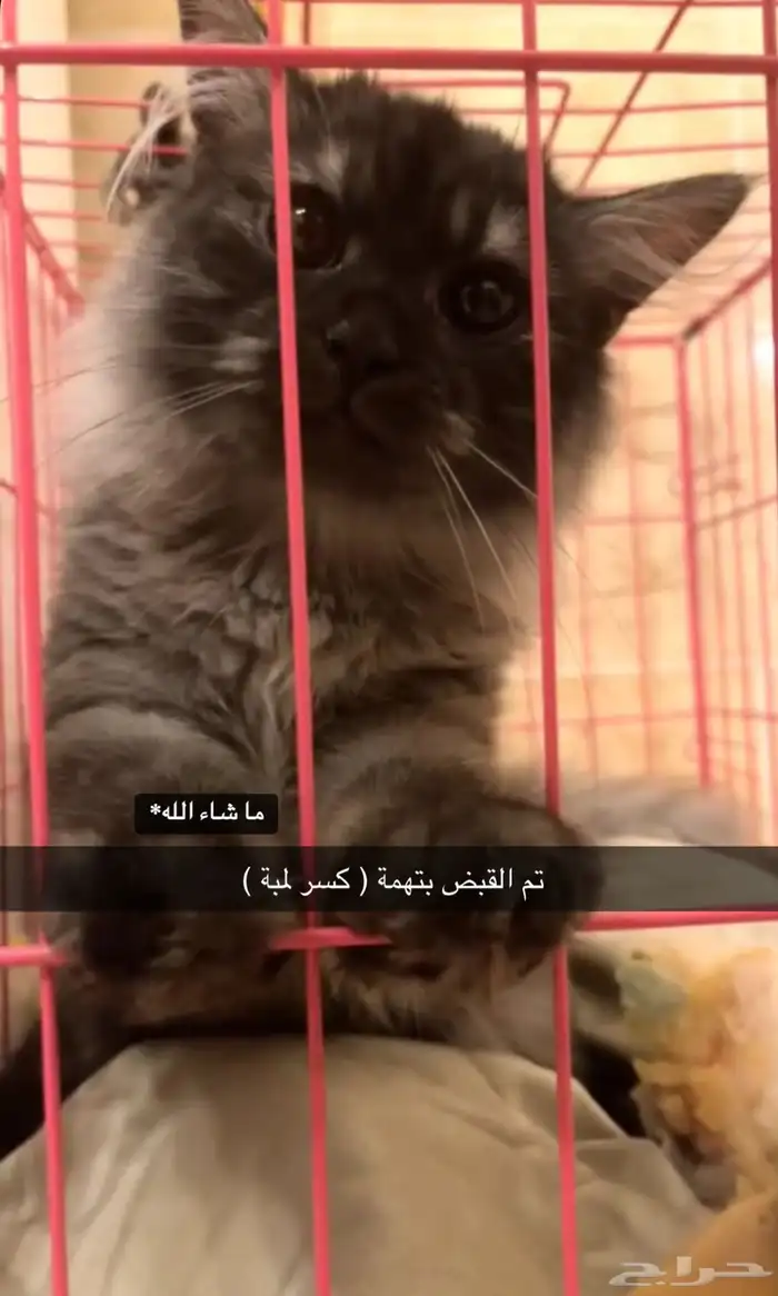 قط تبني قط للتبني قطط للتبني 1