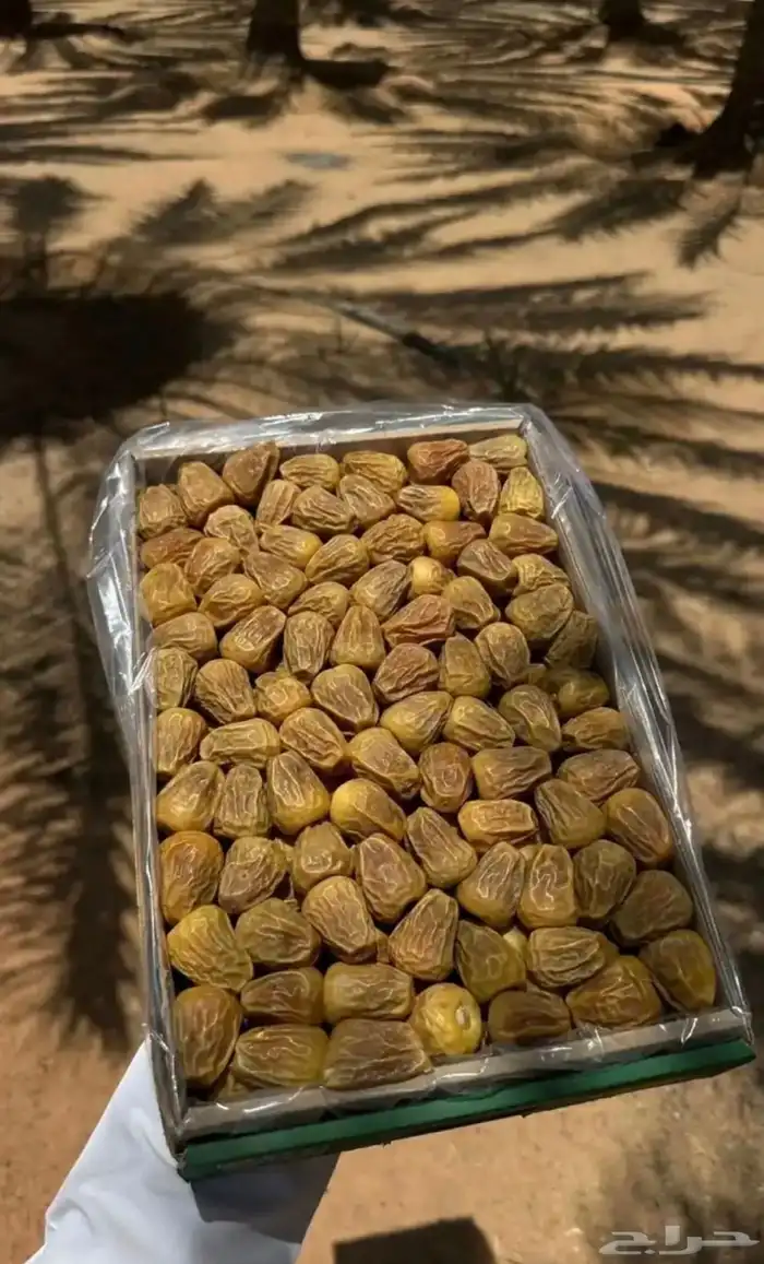 تمر سكري مفتل 1