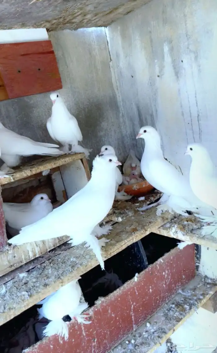 حمام صفاقي ابيض 1