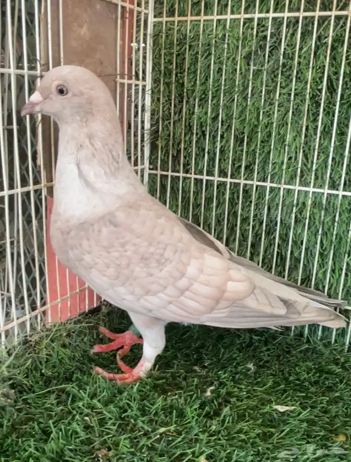 جوز زاجل زينه انتاج 3