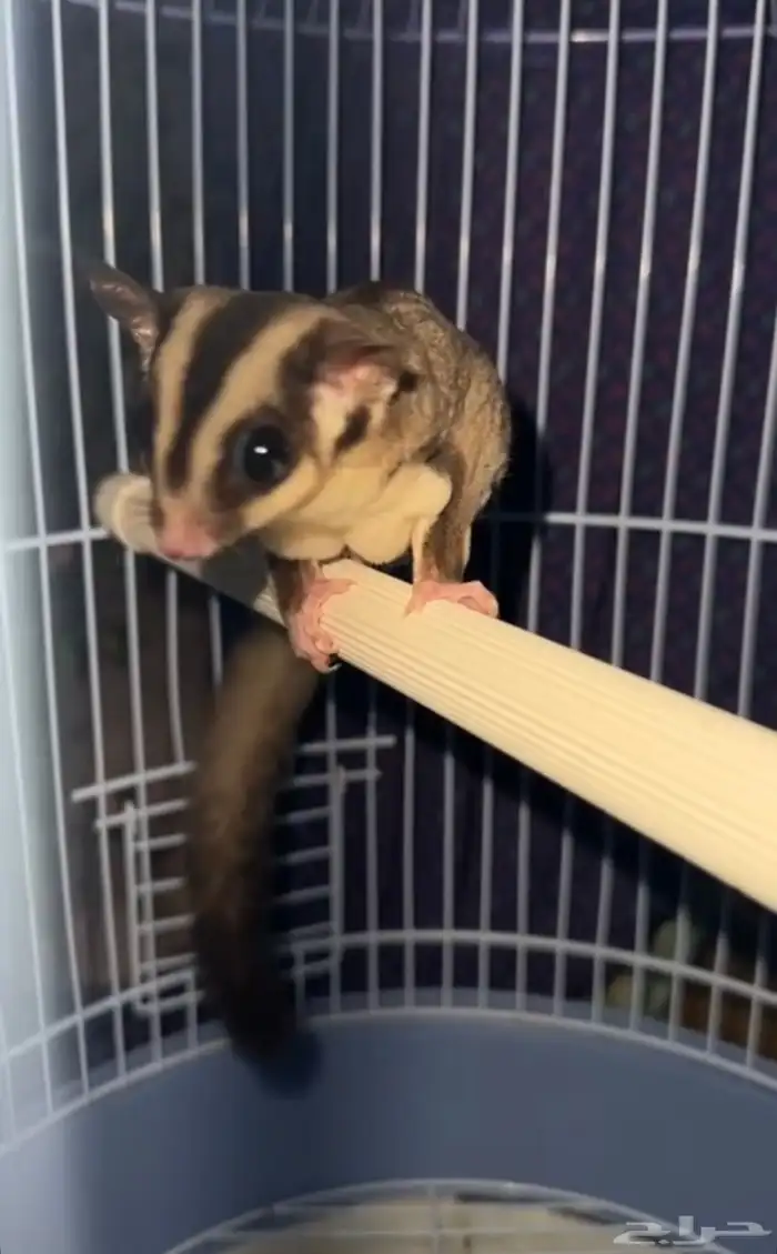 انثى سنجاب طائر امها البينو 2