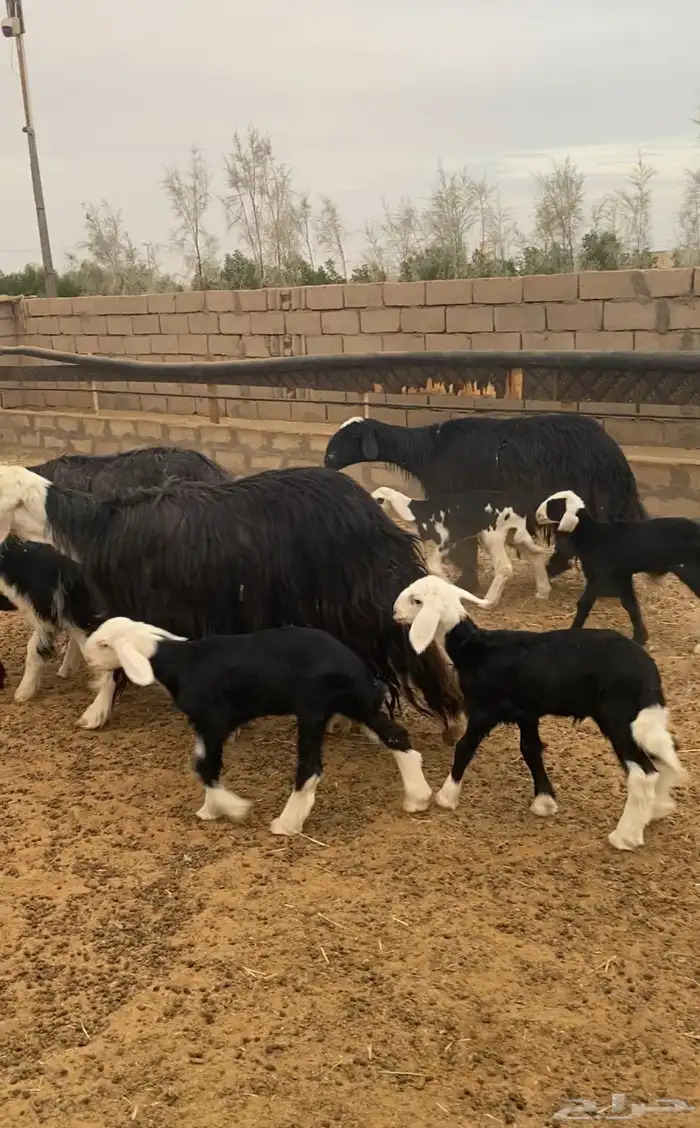 نجد 3 متاويم تحتها 6 1