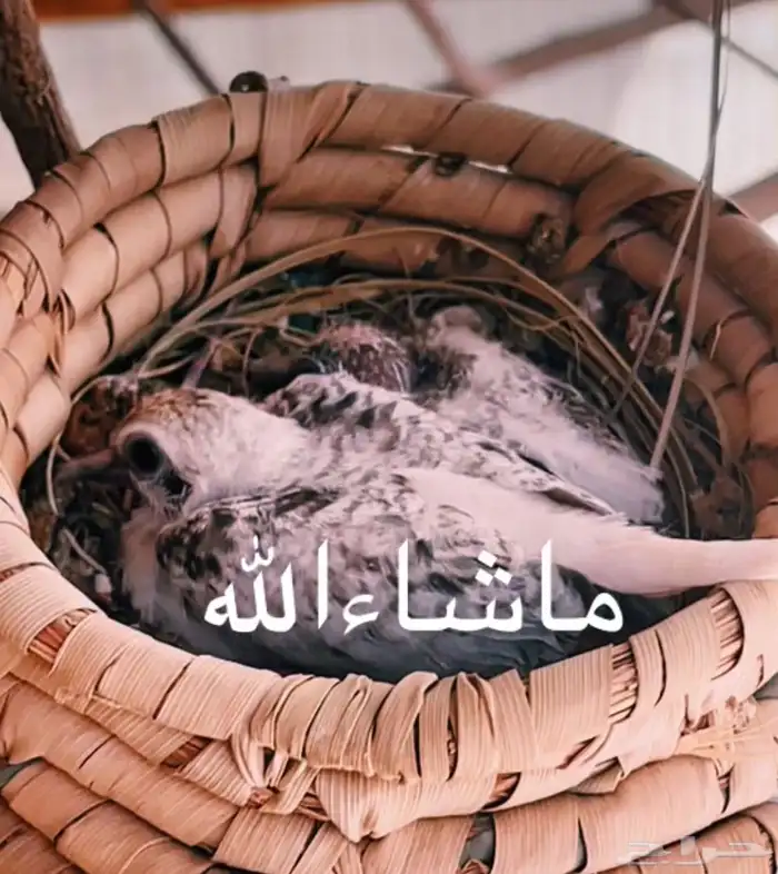 حمام يمام ملكي ماسي 52