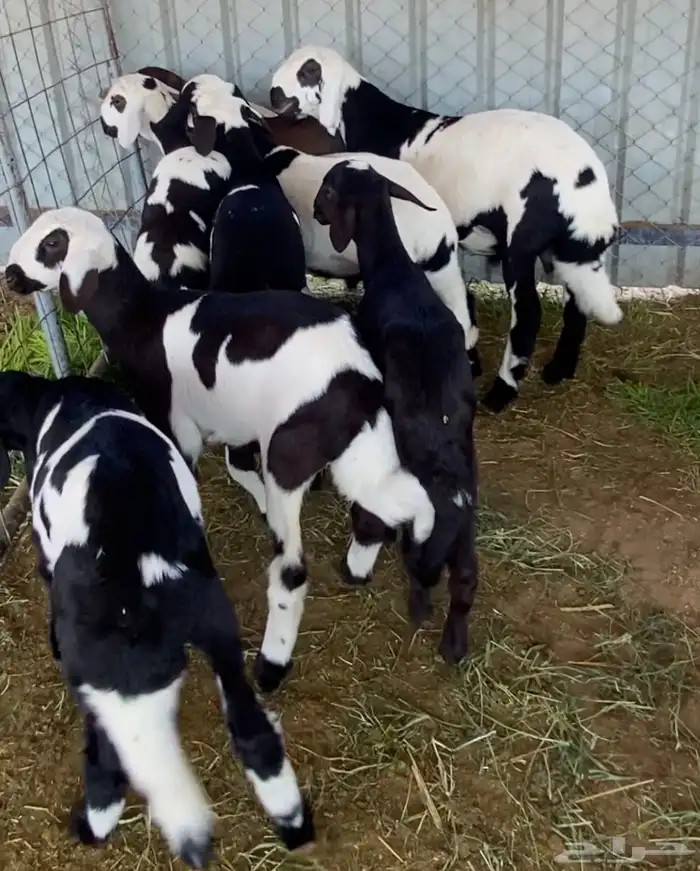 سواكن متابيع 8