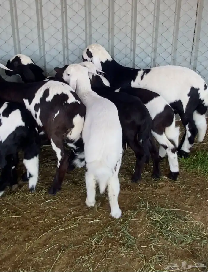 سواكن متابيع 9