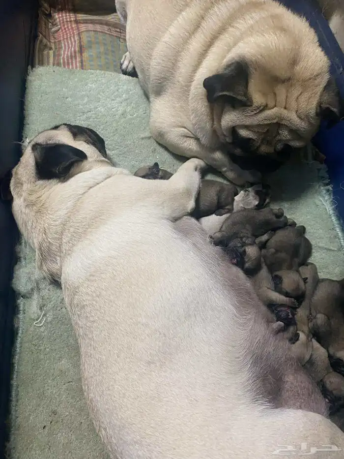 مطلوب ذكر كلب بق للتزاوج 1