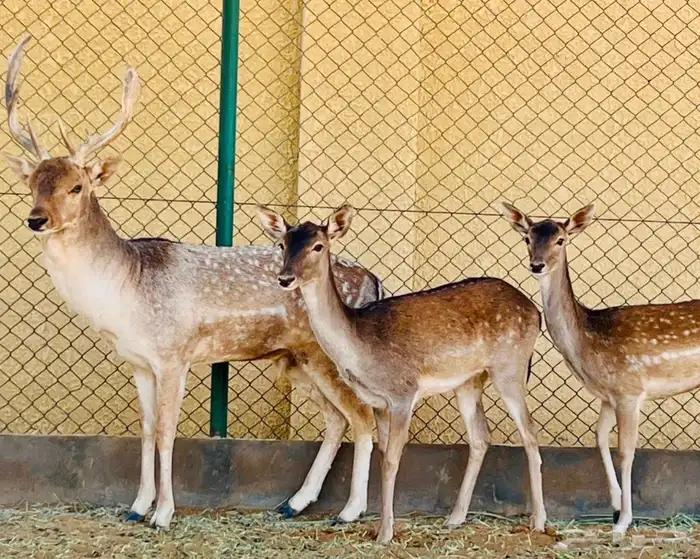 نوادر للبيع 0