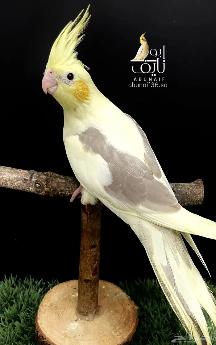 فرخ كروان باستيل فيس 0