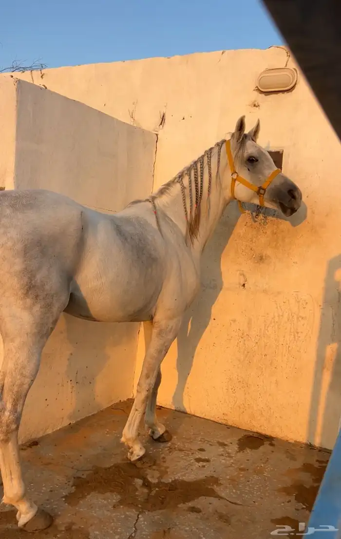 حصان شعبي للبيع 1