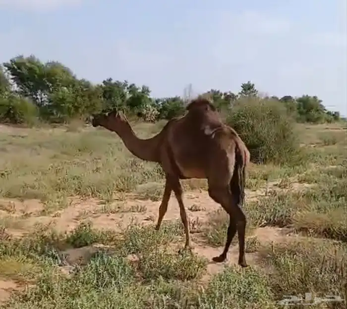 ناقة حمراء سديس جنب في 4 شهور 2