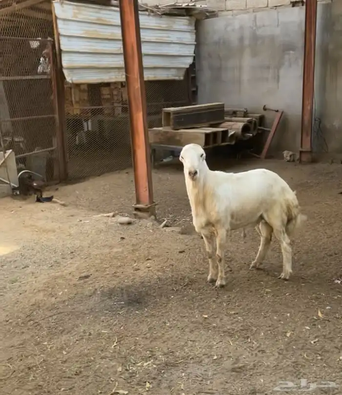 فحل السن ثني مشروط 0