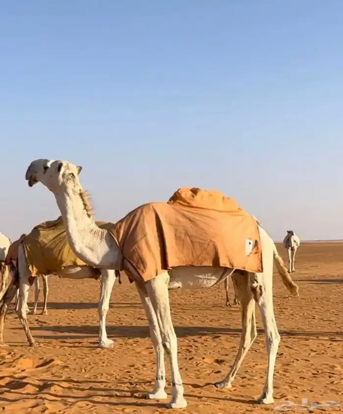 قعود كفو ولد غرنوق الامير سلطان بن محمد 0