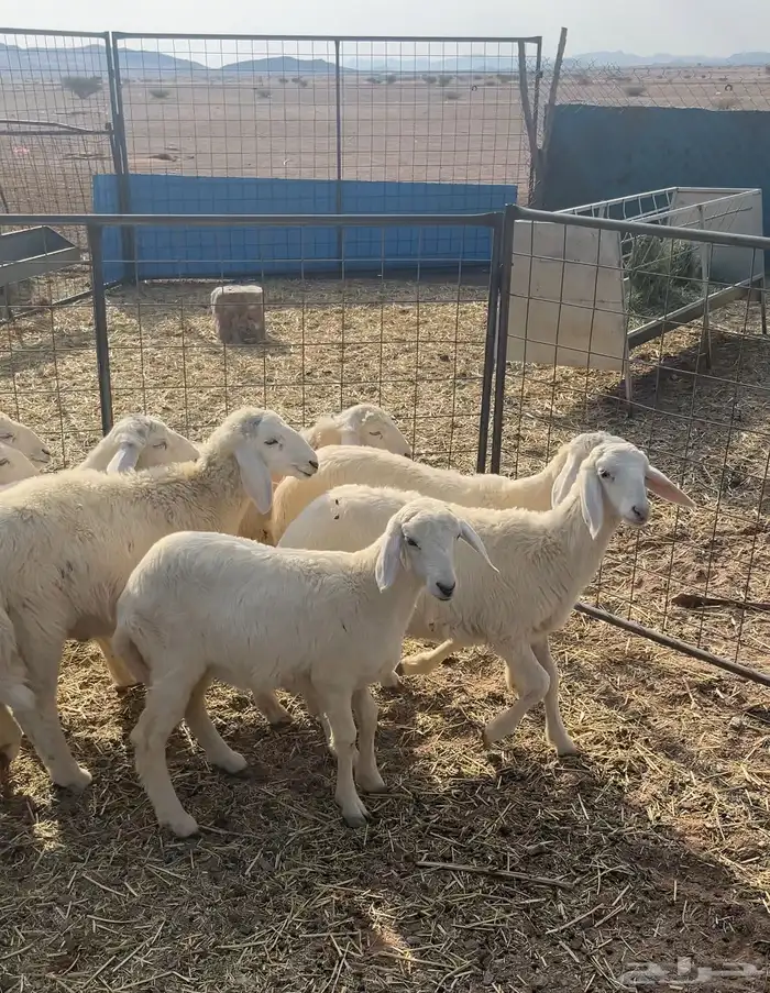 رخال تربيه العمر 4 شهور صحتها ممتازه الموقع الحناكيه 0