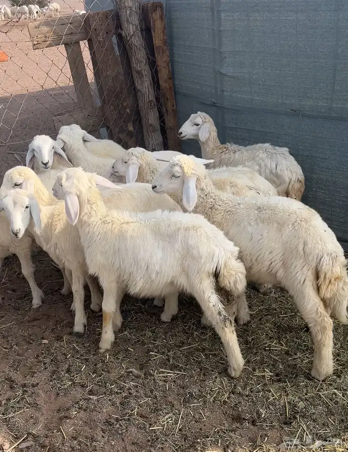 رخال تربيه العمر 4 شهور صحتها ممتازه الموقع الحناكيه 1