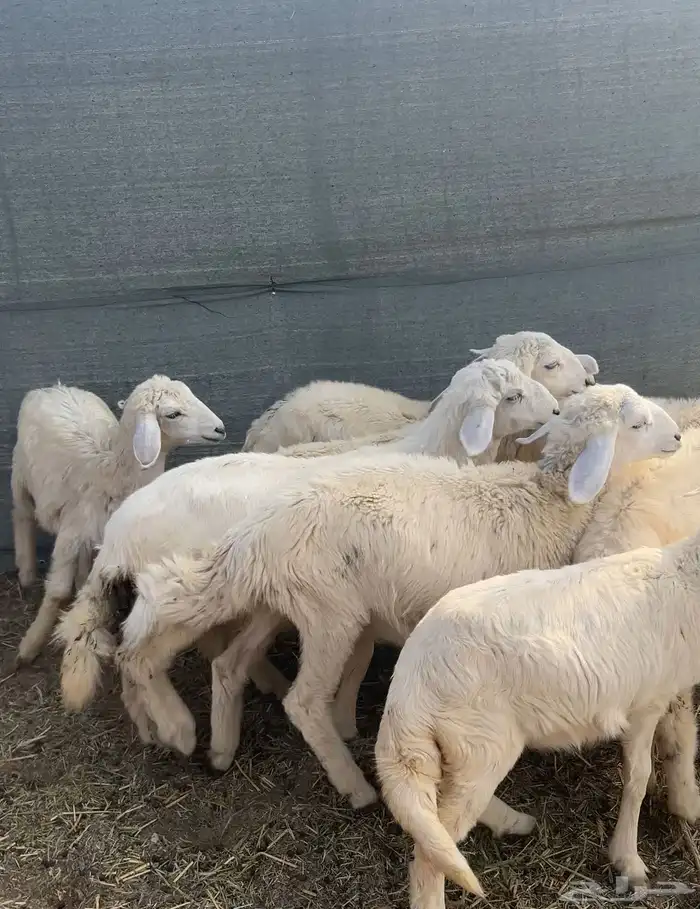 رخال تربيه العمر 4 شهور صحتها ممتازه الموقع الحناكيه 2