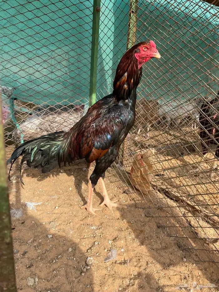 للبيع ديكين فارسي ودجاج جاوي 4