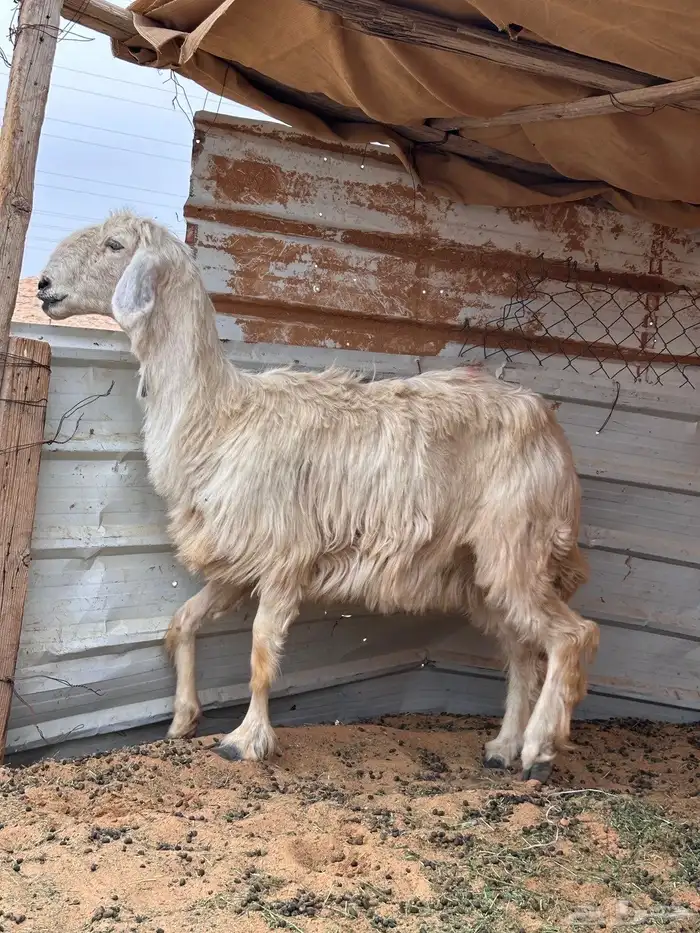 شاه عيسيه مضرع 1