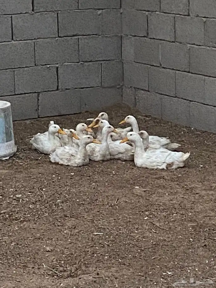 بط للبيع او البدل 1