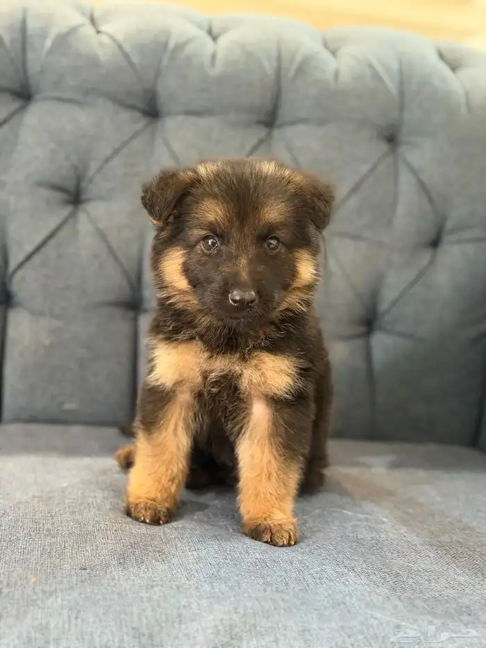 انثى جيرمن جرو 0