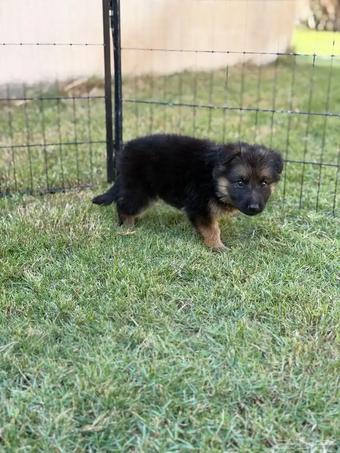 انثى جيرمن جرو 1