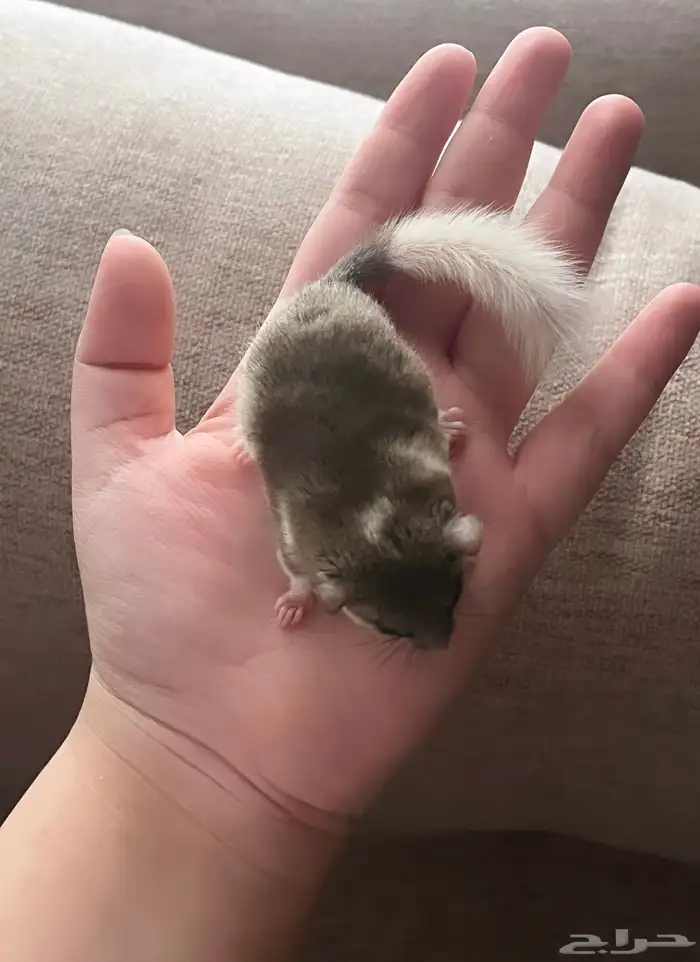 سنجاب قزم او زغبة الحدائق 1