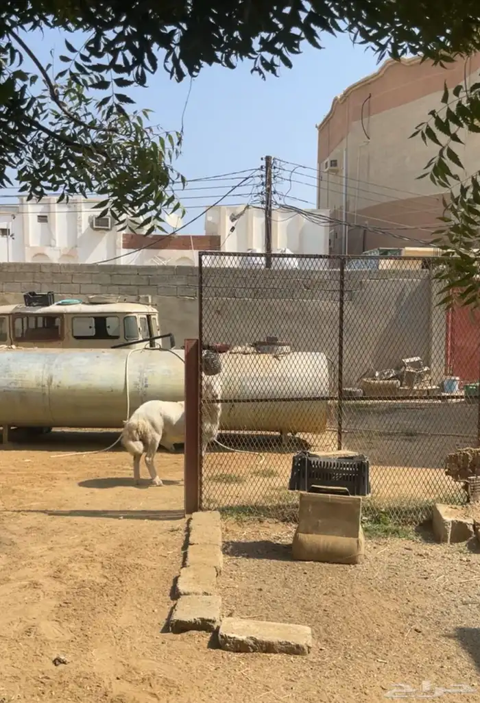 فحل السن ثني مشروط 1