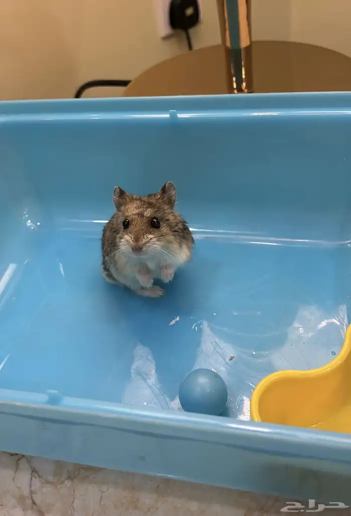 هامستر روسي 0