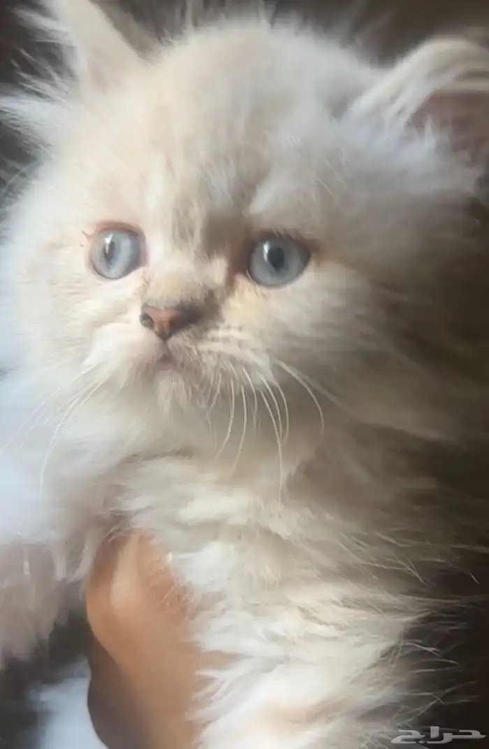 قطة كيتن مهجنه سكوتش ستريت هملايا هاف بيكي فيس شهر ونص 1