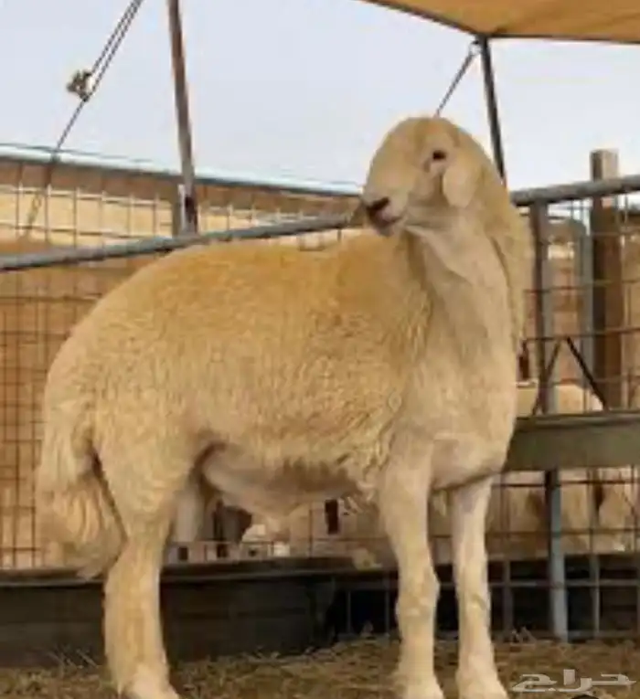 مشروع فحل صنف 0