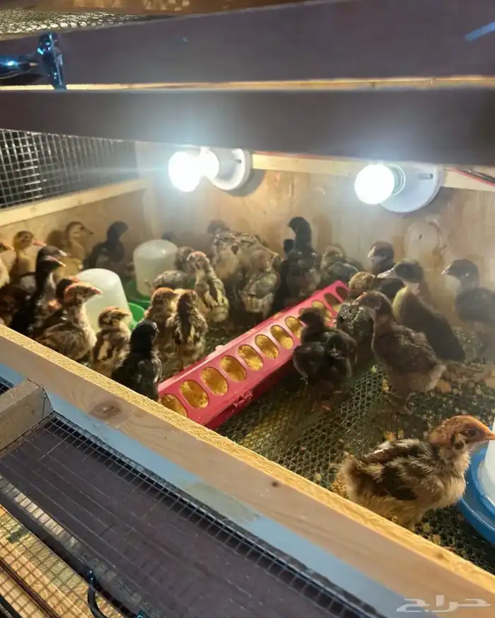 صوص فيومي وبلدي 0