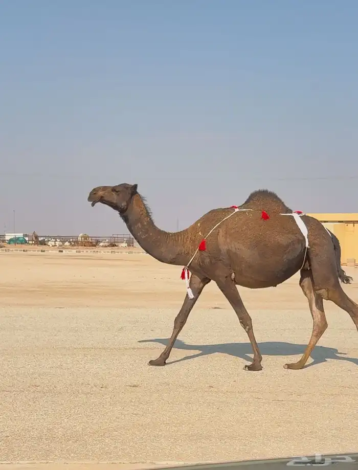 لقحه صفراء رباع 0