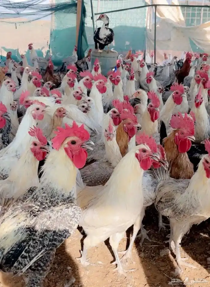 ديكة ودجاج فيومي الامنيوم الديكة اكثر من الدجاج 0