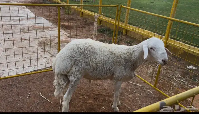 طلي حري 10 شهور 0