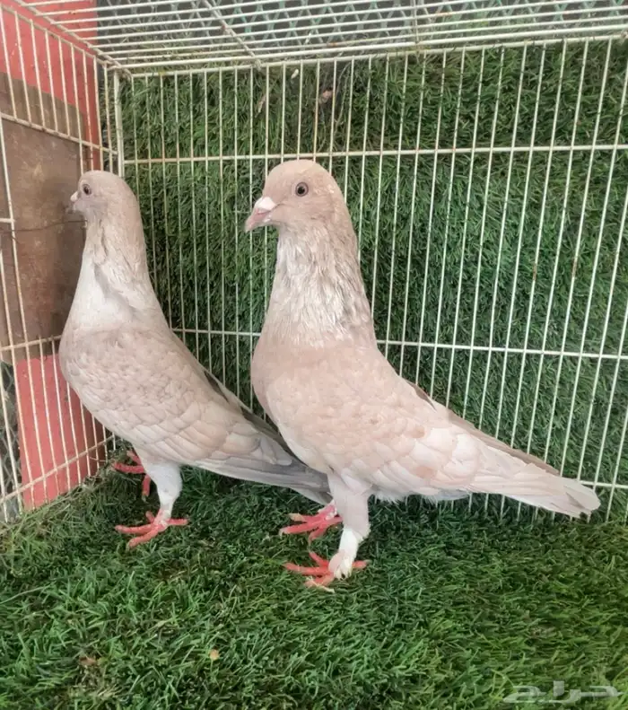 جوز زاجل زينه انتاج 0