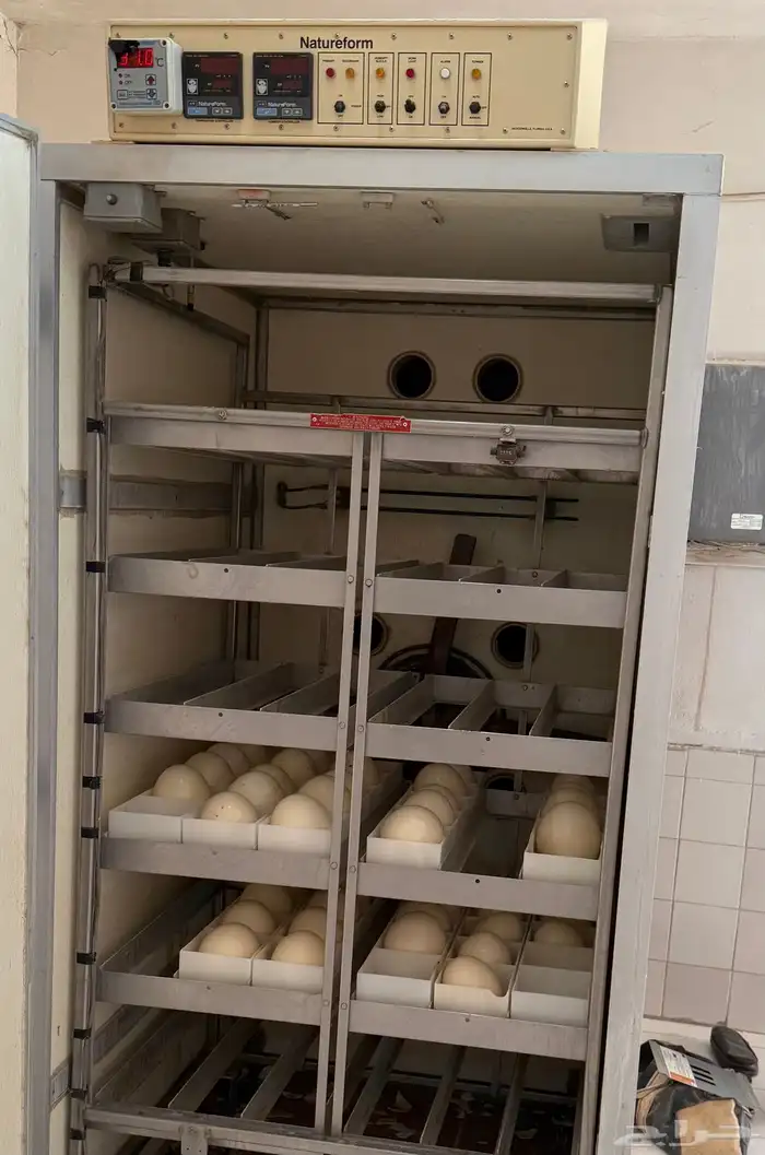 20 بيضة نعام أفريقي مخصب 0