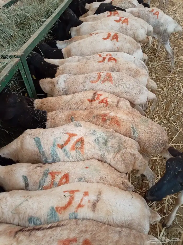 برابر صومالية جملة وتفريد بأسعار طيبة 3