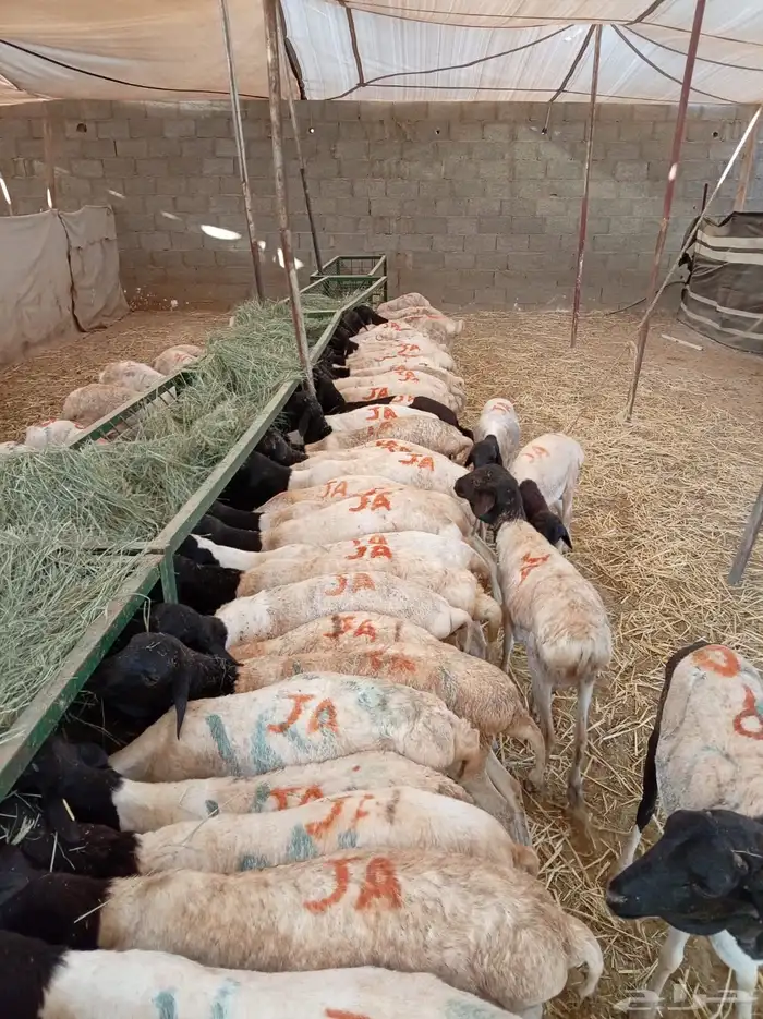 برابر صومالية جملة وتفريد بأسعار طيبة 2