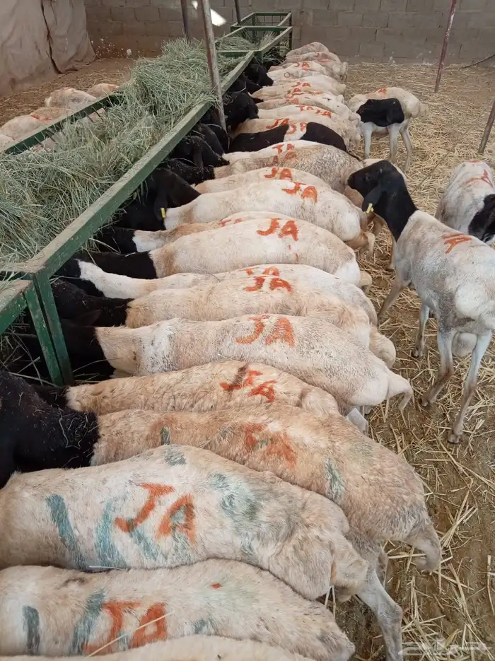 برابر صومالية جملة وتفريد بأسعار طيبة 4