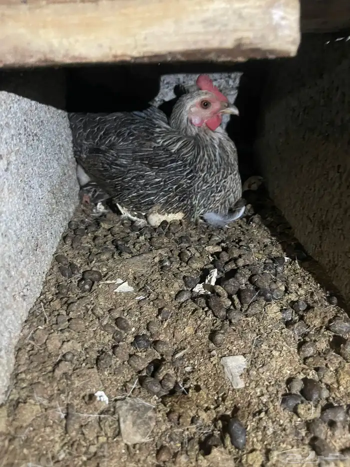 الباحه المخواة 0