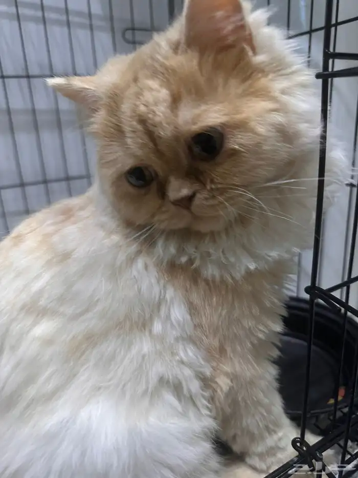 قط لتبني 5 شهور 1