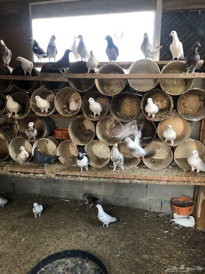 حمام لاحم ومشكل 2