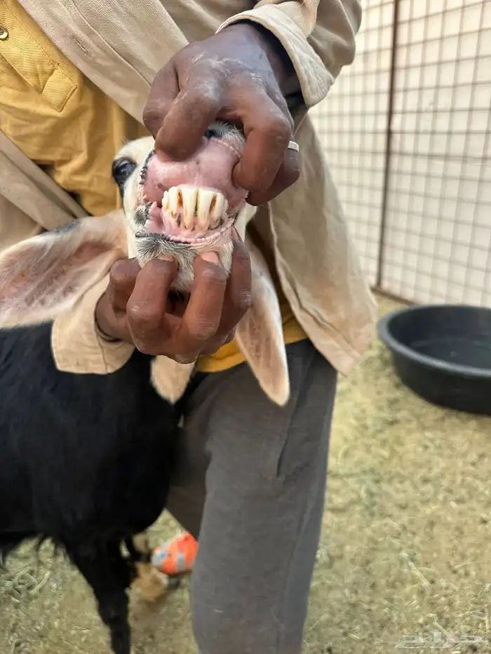 ضان نجادي 12