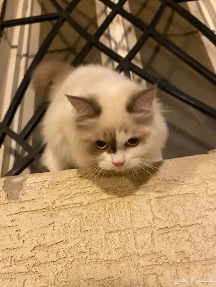 قطه للتبني 2