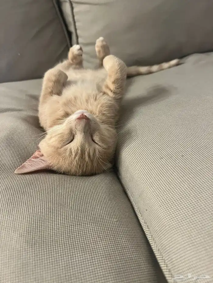 قطو للتبني 4