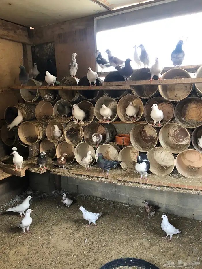 حمام لاحم ومشكل 4